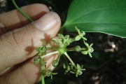<strong>Smilax vitiensis - Birnbaum Philippe - 1436</strong><br />© Ramon, Laurence